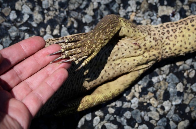 Hand to Hand - Road Kill, Lizard III