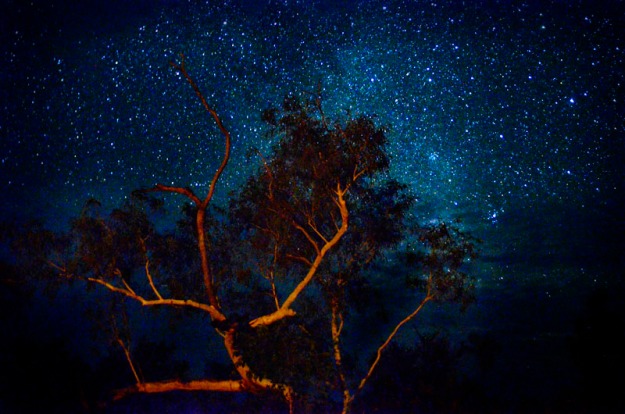 Gum Tree and Stars by Firelight, Caroline Pool, Halls Creek