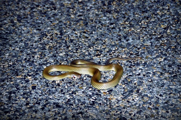 Road Victim, Injured Snake